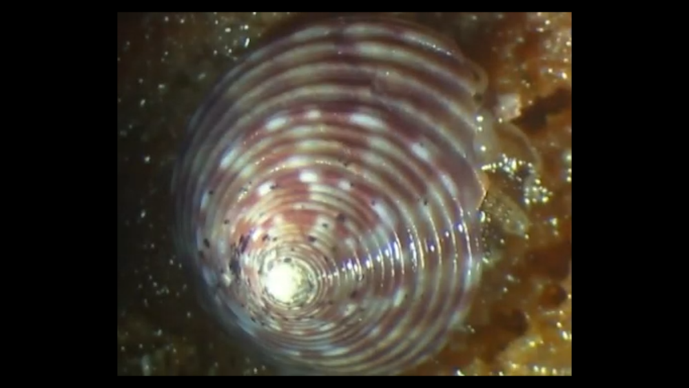 Tracts pour la vie sauvage